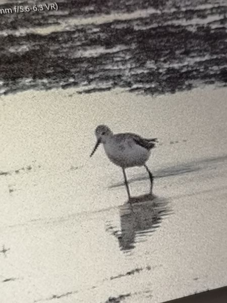 Limicolo indet.  - Laura Bonanno