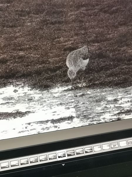 Limicolo indet.  - Laura Bonanno