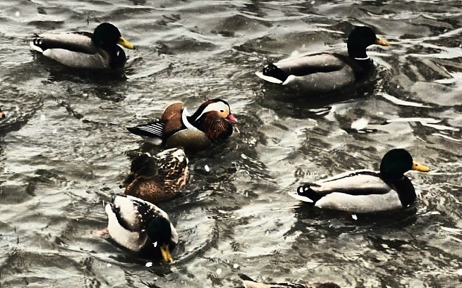 mandarynka  - Michał Polakowski