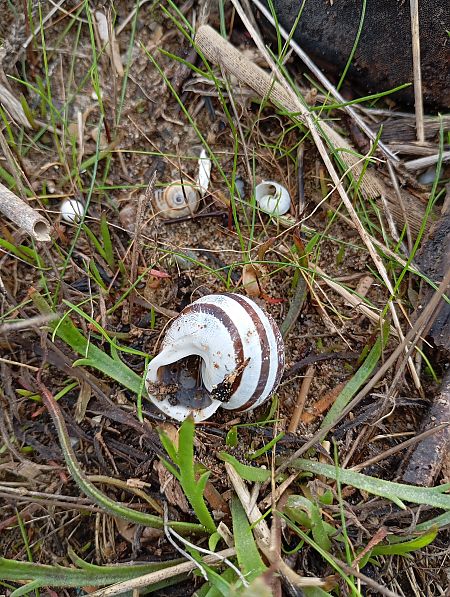 Eobania vermiculata  - Joan Ventura