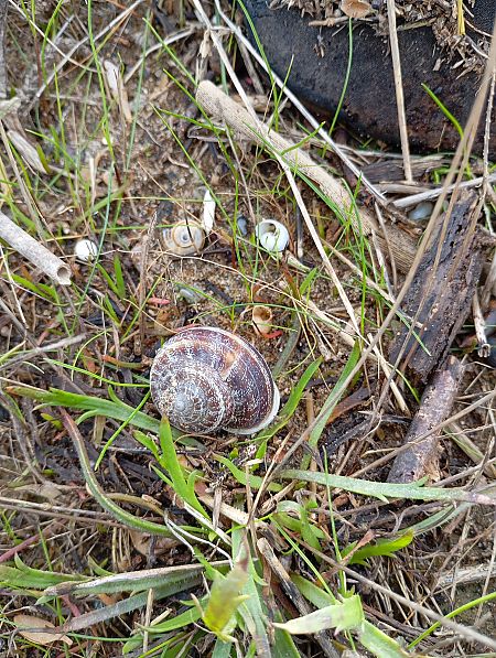 Eobania vermiculata  - Joan Ventura