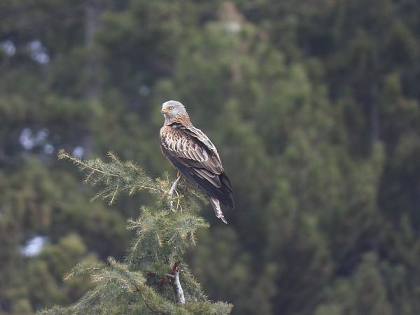 Nibbio reale  - Enrico Carta