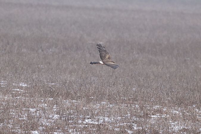 Steppenweihe  - Lukas Nehrer