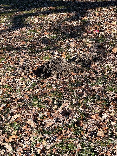 Talpa romana  - Antonio Mazzone