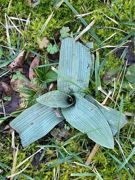Ophrys apifera  - Olivier Guillemet