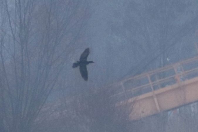 kormoran mały  - Konrad Sobolak