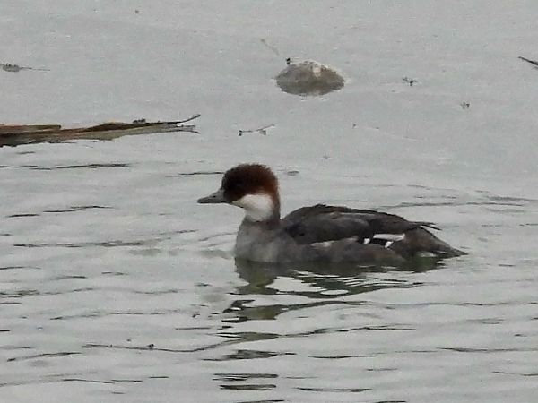 Harle piette  - Bernd Hagen