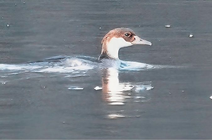 Pesciaiola  - Ivano Candon