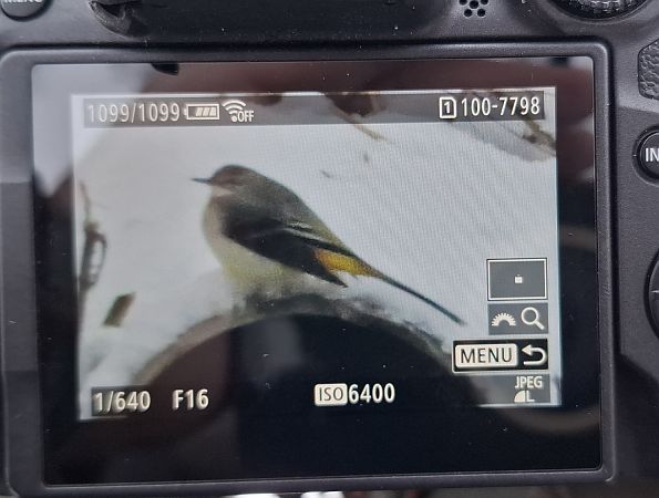 pliszka górska  - Tomasz Doroń