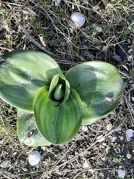 Himantoglossum robertianum 