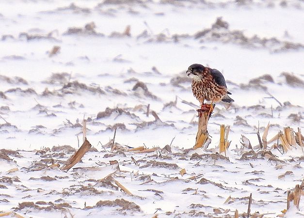 drzemlik  - Kacper Mikulski