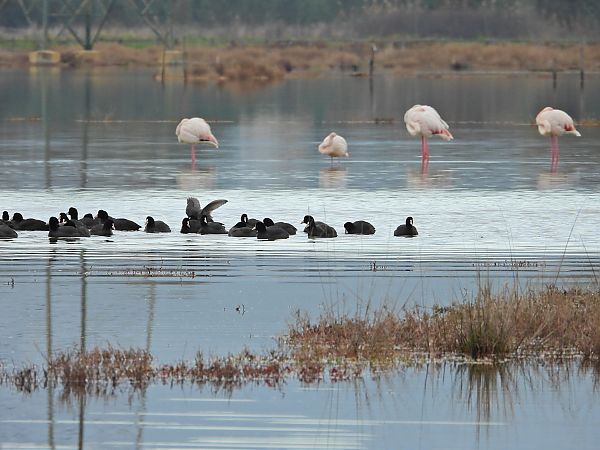 Folaga  - Florinda Testa