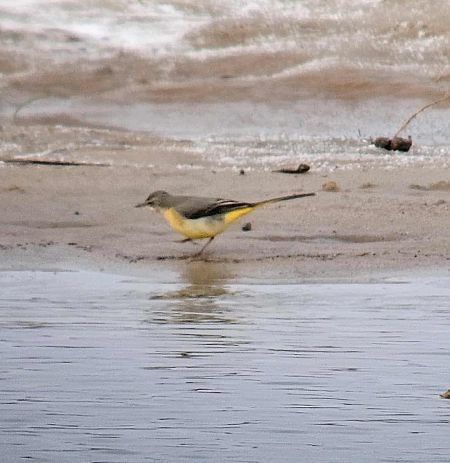 pliszka górska  - Filip Wojciechowski