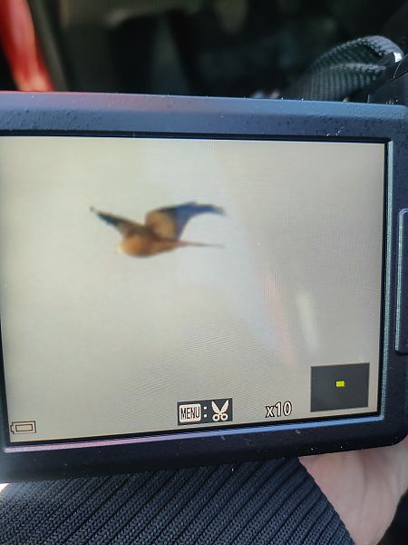 kania ruda  - Roman Kempa