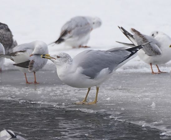 mewa delawarska  - Monika Żochowska