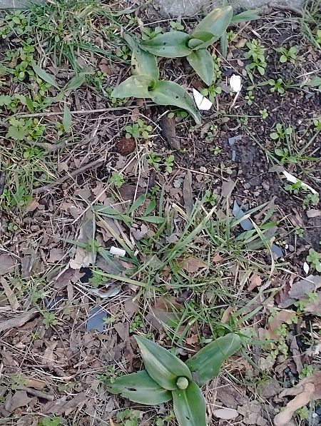 Himantoglossum robertianum  - Gérard Joseph