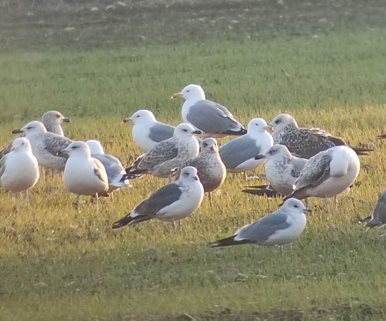 Gavina  - Lorenza Venturini