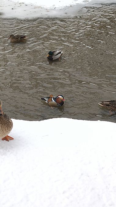 mandarynka  - Mateusz Mazurczak