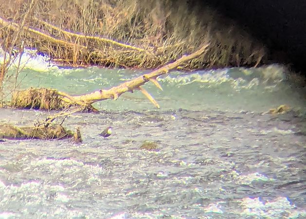 Merla d'aigua  - Nika Grube