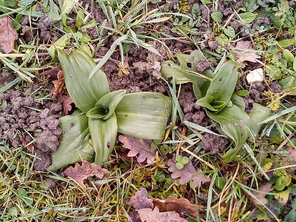 Himantoglossum hircinum  - Thierry Deschatre
