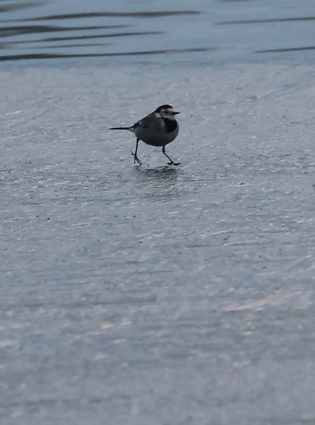 Ballerina bianca  - Adelfina Aldrovandi