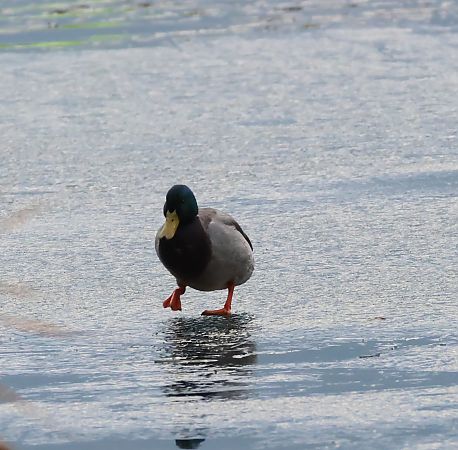Germano reale  - Adelfina Aldrovandi