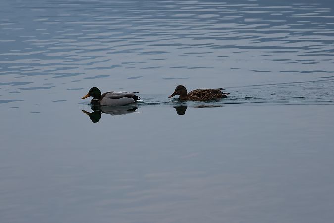 Germano reale  - Adelfina Aldrovandi