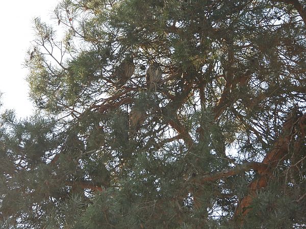 uszatka  - Adrian Dudkiewicz