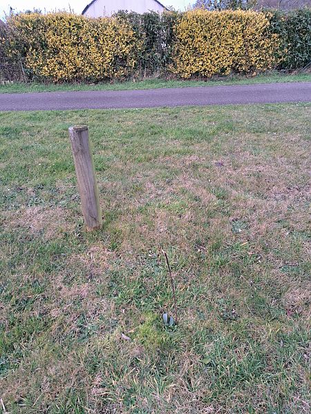 Ophrys apifera  - Tony Gaudry