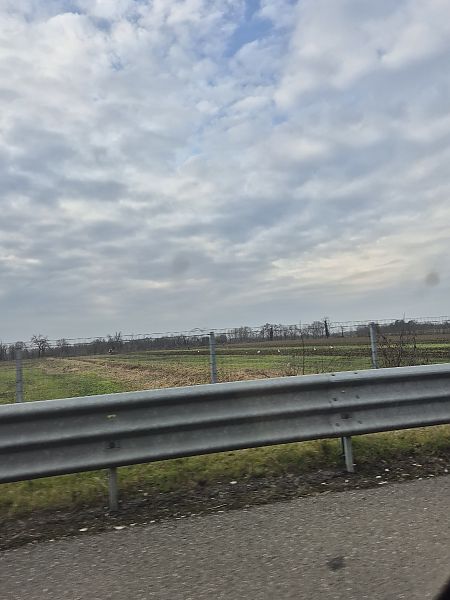 Cicogna bianca  - Anna Baruscotti