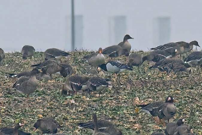 bernikla białolica  - Karolina Skorb