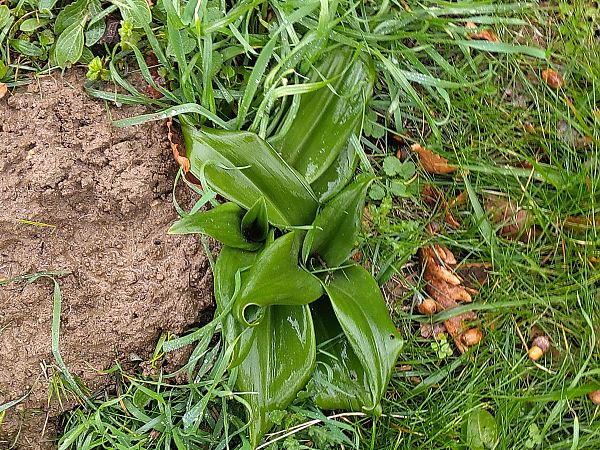 Himantoglossum hircinum  - Hugo Santacreu