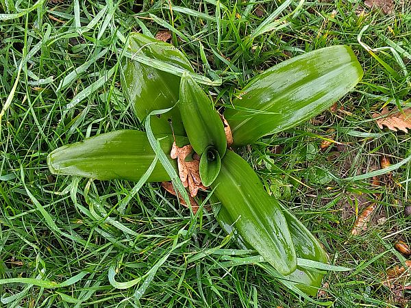 Himantoglossum hircinum  - Hugo Santacreu