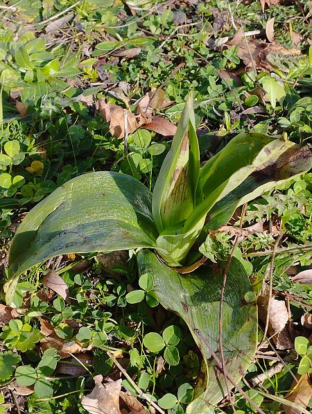 Himantoglossum robertianum  - Gérard Joseph