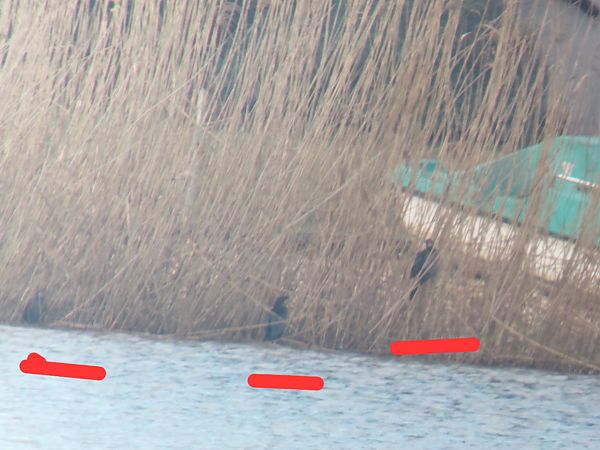 Cormoran pygmée  - Rupert Hafner