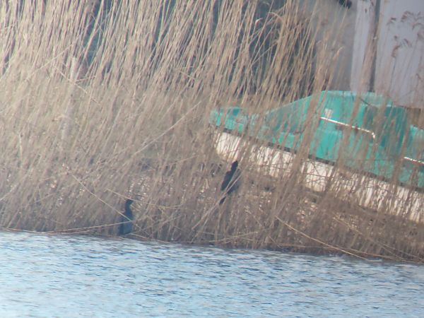 Pygmy Cormorant  - Rupert Hafner