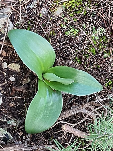 Himantoglossum robertianum  - Christian Fleury