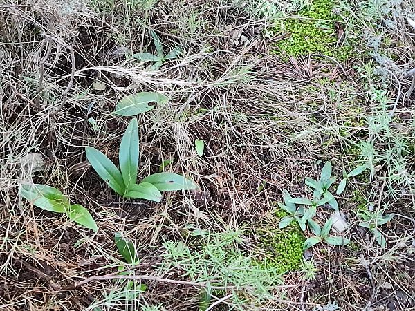 Himantoglossum robertianum  - Christian Fleury