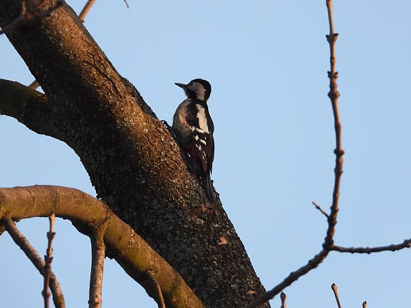 dzięcioł białoszyi  - Adrian Dudkiewicz