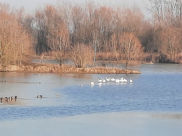 Fenicottero  - Bassano Riboni