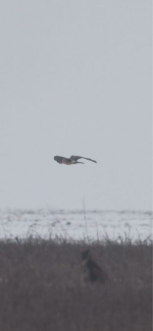 Busard pâle  - Lukas Nehrer