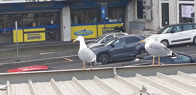 Gabbiano reale  - Michele Cento