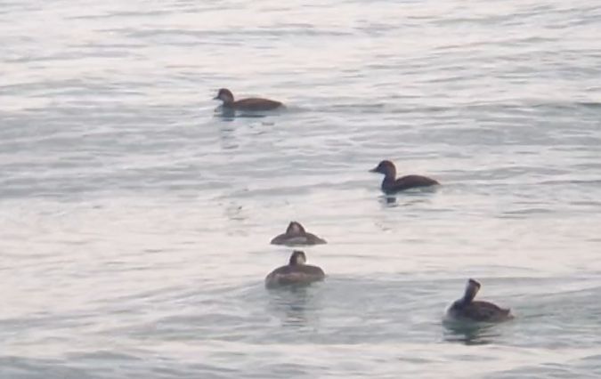 Orchetto marino  - Luca Boscain