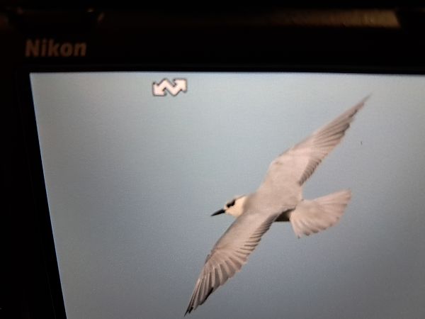 Mignattino piombato  - Fabrizio Zonno