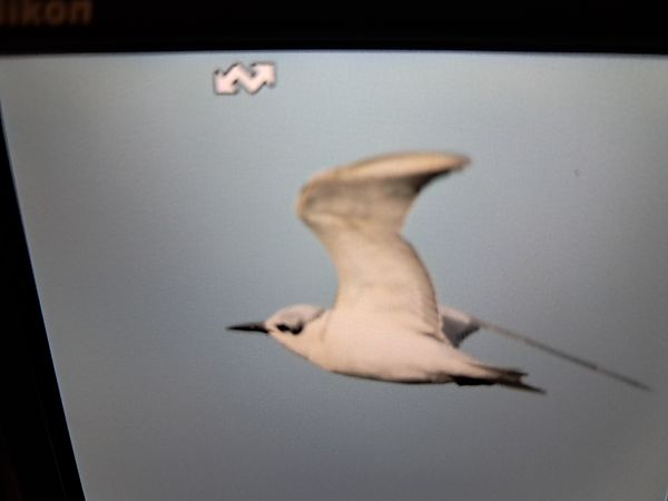 Guifette moustac  - Fabrizio Zonno