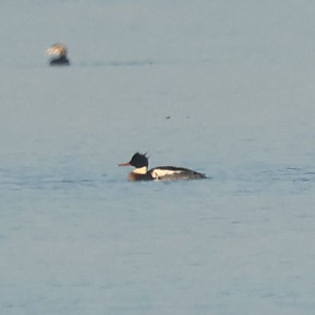 Harle huppé  - Mario Baldauf