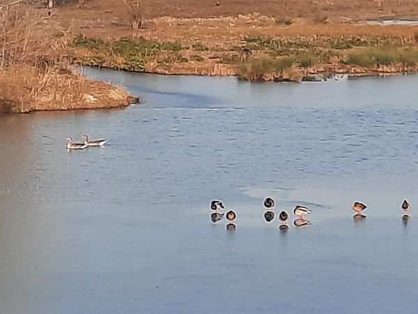 Oca selvatica occidentale / orientale  - Bassano Riboni