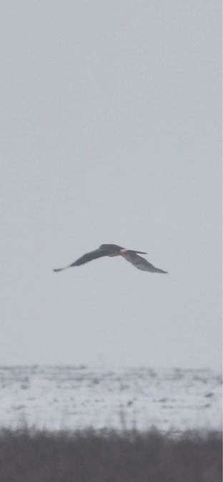 Busard pâle  - Lukas Nehrer