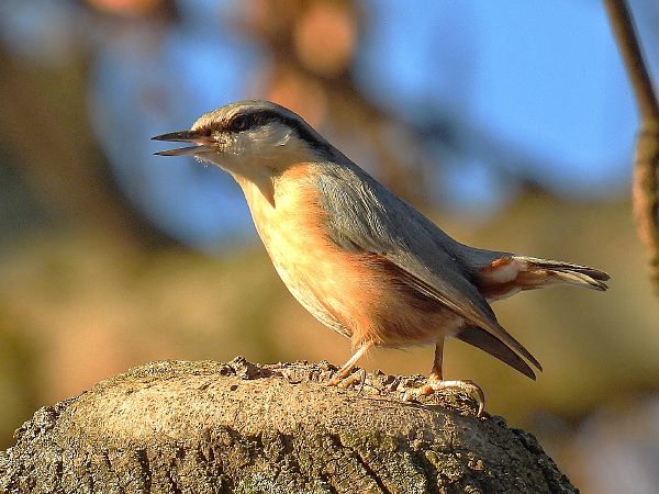 kowalik  - Kacper Mikulski