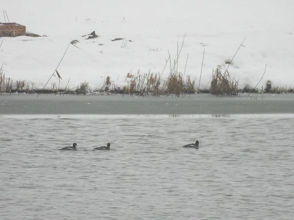 bielaczek  - Natalia Gorczowska